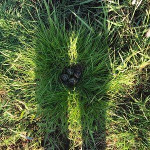 Ostfriesland Gelegesuche Kiebitznest mit Drohne entdeckt_Becker