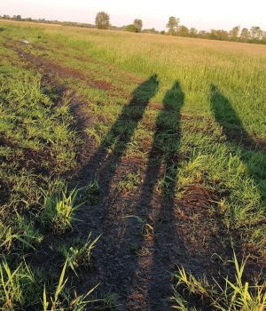 Ostfriesland am frühen Morgen - Gelegesuche 3_Becker