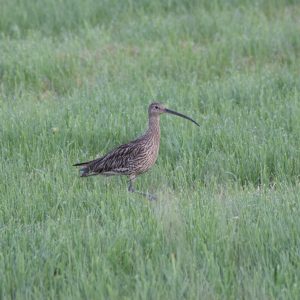 Ostfriesland_großer Brachvogel_Foto Lünemann 2