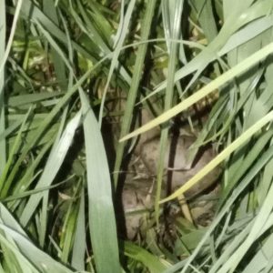 Uferschnepfen Nest, stark eingewachsen_Lünemann